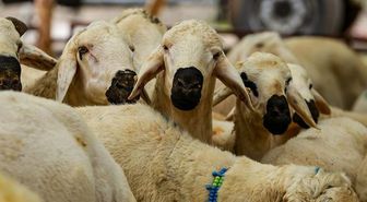 Vekalet kurban ne kadar 2026? Diyanet yurt içi ve yurt dışı kurbanlık kesim fiyatları ne kadar, belli oldu mu?