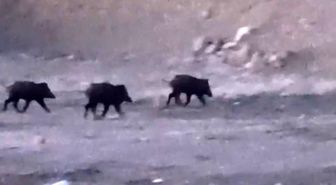 Yüksekova'da domuz sürüsü görüntülendi