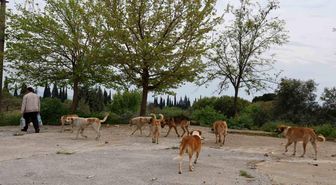 Aydın'da sokak köpeği sorunu devam ediyor