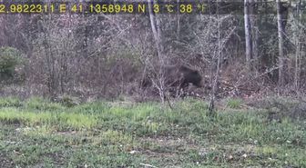 Evinin yakınındaki ormana fotokapan kurup, yaban hayatı görüntüledi