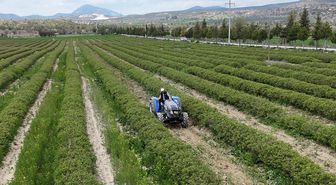 Isparta'da gül hasadı öncesi umutlar arttı: 13 bin ton rekolte bekleniyor