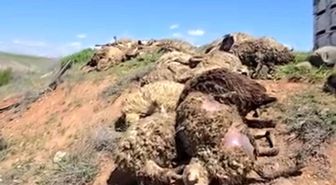 Malatya'da tır devrildi: 2 yaralı, 80 koyun telef