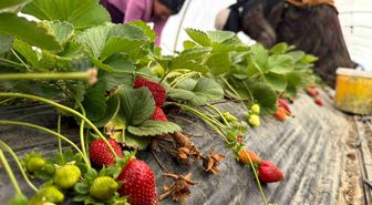 Tarla ile market rafları arasındaki farka üretici bile inanamıyor