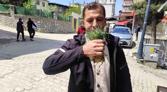 Zuzubak otu, köylüler için önemli bir gelir kapısı