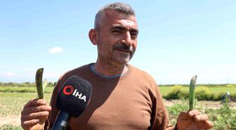Kozan bezelyesi görünümüyle Karadeniz hamsisine benzetildi
