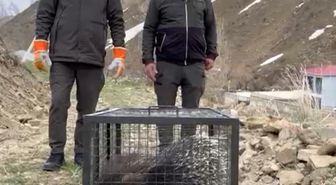 Tedavisi tamamlanan oklu kirpi doğaya salındı
