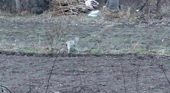 Tortum'da nesli tükenme tehlikesinde olan vaşak görüntülendi