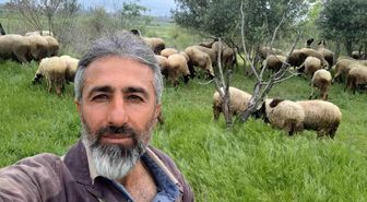 Çeşme sakızı ile Fransız koçunu birleştirdi, verimi katladı