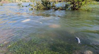Dicle Nehri'nde balık ölümleri tedirgin etti