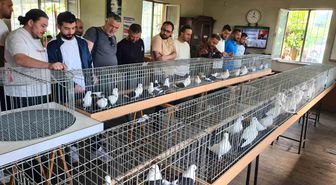 Denizli azman güvercinleri güzellikleriyle mest etti