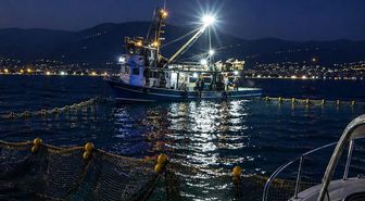 Gemlik Körfezi'nde sardalya avcılığı başladı