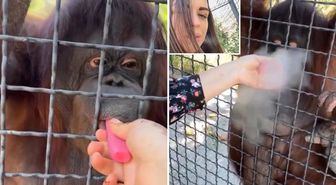 Nesli tükenmekte olan orangutana elektronik sigara içiren sporcu büyük tepki çekti