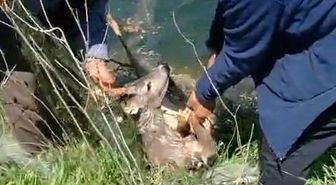 Sulama kanalına düşen karacayı vatandaşlar kurtardı