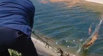 Karaca sulama kanalına düştü, çiftçiler tarafından kurtarıldı