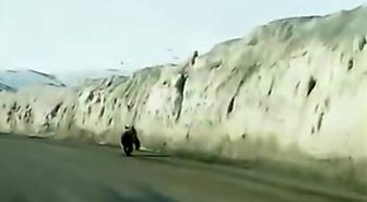 Van'da kara yoluna inen ayı kameraya yansıdı