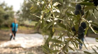 Akhisar'da zeytin için tarihi buluşma