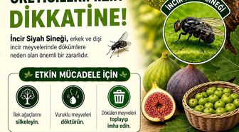 Buharkent'te incir üreticilerine siyah sinek uyarısı