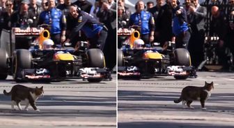 İstanbul'da Formula 1 aracını selamlayan kedi dünyada viral oldu