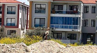 Yatağan'ı leylekler mesken tuttu