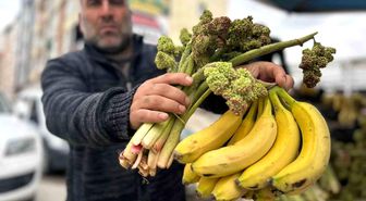 Yayla muzu uçkun tezgaha çıktı