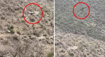 Şırnak'ta kartalın domuz avı kamerada