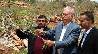 Araban'da 'süper hücre' fırtınası fıstık bahçelerine zarar verdi
