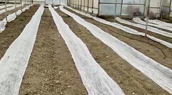 Don uyarısına karşı seracılardan tüllü önlem