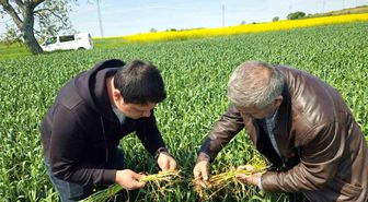 Edirne'de buğday ekili alanlarda hastalık uyarısı