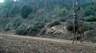 Ganos Dağları'nda karacalar fotokapana yakalandı