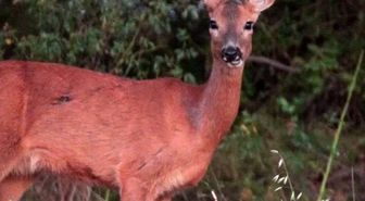 Karaca tarlada otlandı, kurt ise kar altında yiyecek aradı