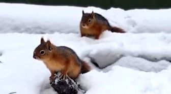Bolu'da sincapların kar keyfi kamerada