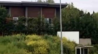 Aç kalan domuz sürüsü, gündüz şehir merkezine indi