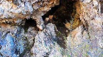 Anne ayı ve yavruları inlerinde dron kamerasıyla görüntülendi