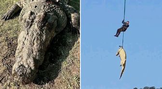 Kayıp kişileri o mu yedi? Dev timsahın midesinden 6 çift terlik çıktı