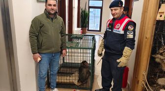 Köy yolunda bulunan 'Hint şebeği' cinsi maymun koruma altına alındı