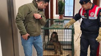 Yozgat'ta köy yolunda bulundu, gören şaştı kaldı