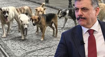 Bakan Çiftçi, sokak hayvanları sorununun tamamen çözümü için tarihi verdi