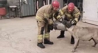 Bursa'de başı hava filtresine sıkışan köpek itfaiye tarafından kurtarıldı