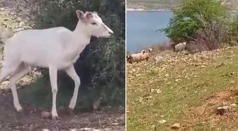 Elazığ'da beyaz ala geyik bu kez koyun sürüsünde görüldü