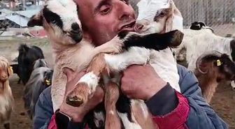 Fenomen çobanın oğlak sevgisi yürekleri ısıttı