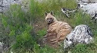 Gölbaşı ilçesinde nesli tükenmekte olan sırtlan görüldü