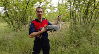 Zonguldak'ta derede yaralı halde bulunan gri balıkçıl tedavi altına alındı