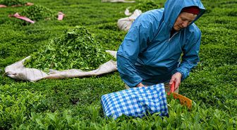 2026 yılı yaş çay alım fiyatı kilogram başına 35 lira olarak belirlendi