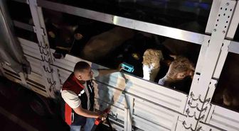 Kurban Bayramı öncesi İstanbul'da sevk noktalarında yoğun mesai