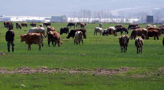 Kurbanlıkta yeni dolandırıcılık yöntemi! Fotoğrafla tuzak kuruyorlar