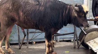 Sahibinin elinden kaçan dana yaşlı adamı yere savurdu