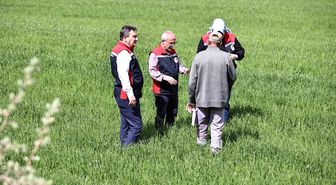 Yağışlar sonrası çiftçilere hububat tarlalarında hastalık riski uyarısı: 'Hastalık çıkmadan önce alınan tedbirler verimi korur'