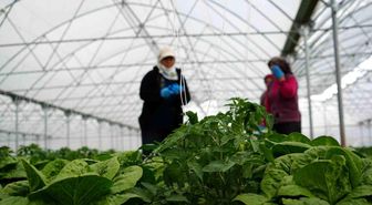 Erzincan'da sera marulunda hasat başladı
