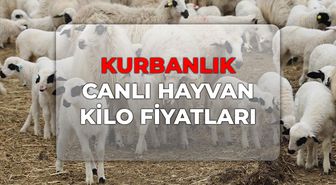 Kurbanlık canlı hayvan kilo fiyatları 2026! Büyükbaş, Küçükbaş canlı hayvan kilo fiyatı ne kadar?