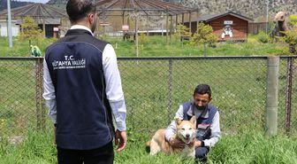 Kütahya'da 1,5 yılda yaklaşık 18 bin 600 sahipsiz köpek koruma altına alındı